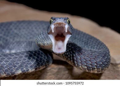 Bush Viper (Atheris squamigera) with open mouth showing fangs - Powered by Shutterstock