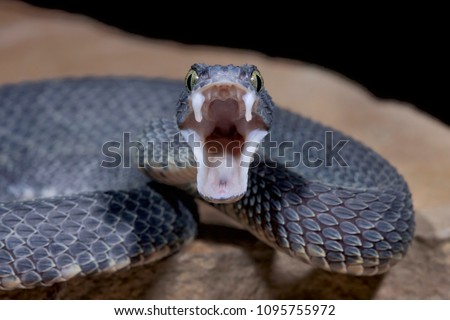 Bush Viper (Atheris squamigera) with open mouth showing fangs