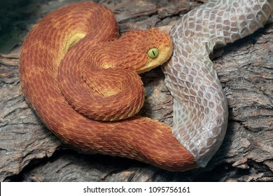 Bush Viper (Atheris Squamigera) Shedding It's Skin