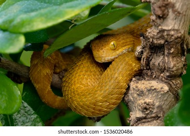 Bush Viper Snake In Tree