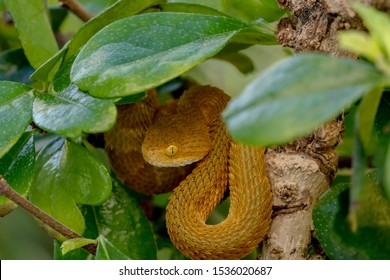 Bush Viper Snake In Tree