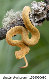 Bush Viper Snake In Tree