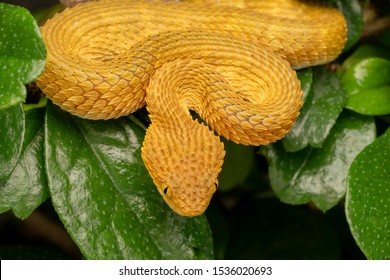 Bush Viper Snake In Tree