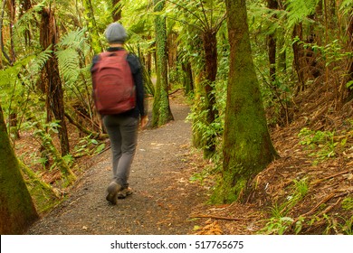 Bush Walk Hunua Ranges New Zealand
