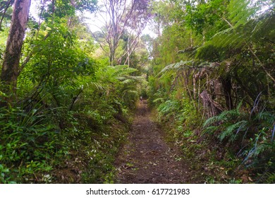 Bush Walking Adventure In Auckland, NZ