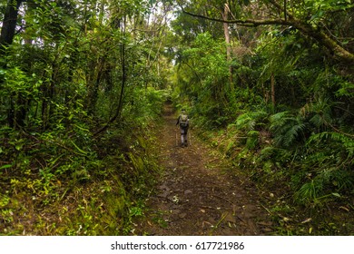 Bush Walking Adventure In Auckland, NZ