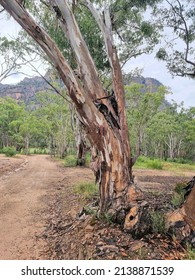 Bush Walking Track In The Australian Bush Near Newnes New South Wales Australia. Surrounded By Eucalyptus Trees