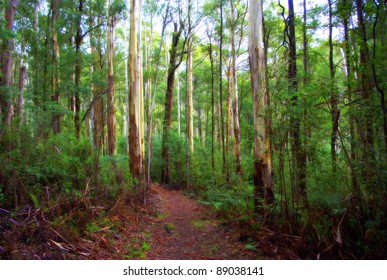 Bush Walking Track In Country Victoria Australia Amongst The Beautiful Australian Native Gum Trees