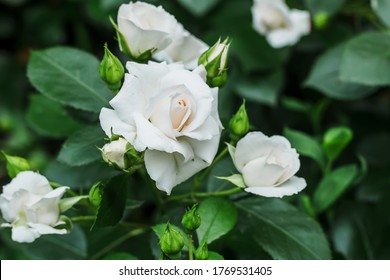 117,955 White rose bushes Images, Stock Photos & Vectors | Shutterstock