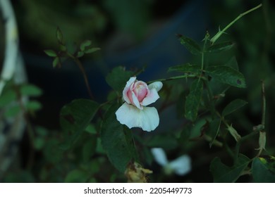 Bush white blooming rose. Growing roses. A lot of beautiful blooming roses. Buds of a white rose. Blooming rose bush. Blooms a lot of flowers. - Shutterstock ID 2205449773