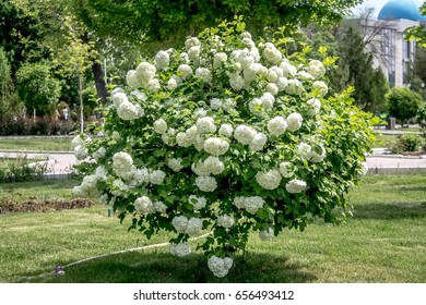 Bush with white flowers buldenezh