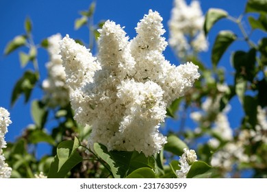 Un arbusto flores blancas