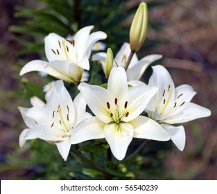 Bush Of A White Lily