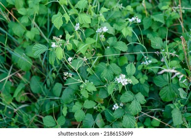 A Bush Of Wild Raspberries In A Forest Ditch, Wild Raspberry Flowers