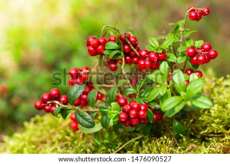 bush of wild ripe cowberry in a forest 