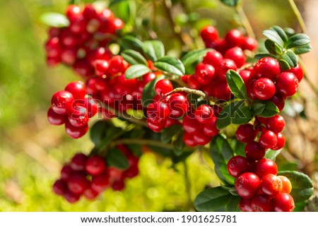 bush of wild ripe cowberry in a forest
