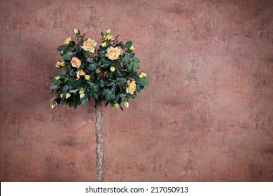 46,943 Yellow rose bush Images, Stock Photos & Vectors | Shutterstock