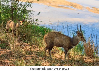 Bushbuck antelope in Kruger park