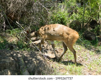 bushbuck in the game reserve