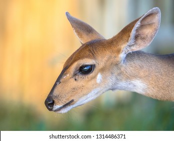 Bushbuck (Tragelaphus sylvaticus) antilope deer portrait with big ears and large eyes in Kruger National park, South Africa