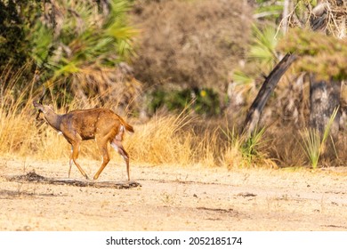 Bushbuck walking in the savanna. Wildlife of Africa. Tanzania