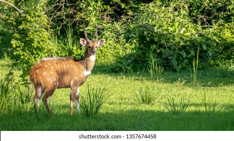 Bushbuck in Zambia - Shutterstock ID 1357674458