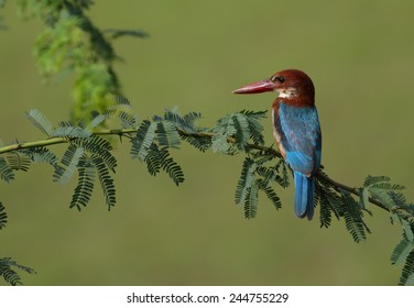 Bushchat