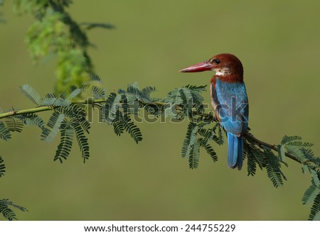 Bushchat