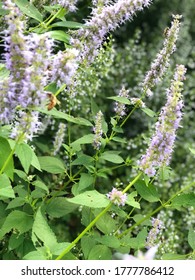 Bushel Of Lavender With Bees. 