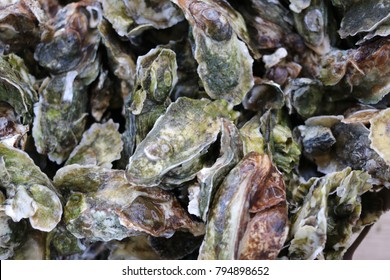 Bushel Of Oysters