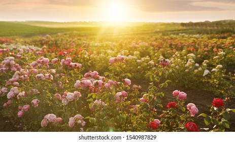 Bushes and beautiful roses