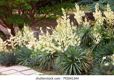 Bushes Of The Blossoming Yucca In A Botanical Garden