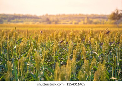 Bushes Cereal And Forage Sorghum Plant One Kind Of Mature And Grow On The Field In A Row In The Open Air. Harvesting.