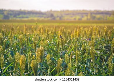 Bushes Cereal And Forage Sorghum Plant One Kind Of Mature And Grow On The Field In A Row In The Open Air. Harvesting.