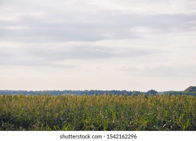 Bushes Cereal And Forage Sorghum Plant One Kind Of Mature And Grow On The Field In A Row. Harvesting.