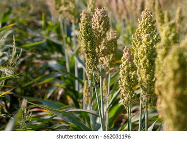 Bushes Cereal And Forage Sorghum Plant One Kind Of Mature And Grow On The Field In A Row In The Open Air. Harvesting.