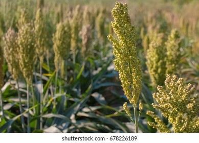 Bushes Cereal And Forage Sorghum Plant One Kind Of Mature And Grow On The Field In A Row Outdoors. Harvesting.