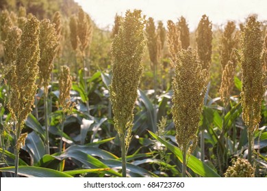 Bushes Cereal And Forage Sorghum Plant One Kind Of Mature And Grow On The Field In A Row In The Open Air. Harvesting.