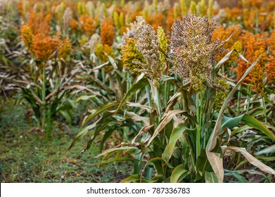 Bushes Cereal And Forage Sorghum Plant One Kind Of Mature And Grow On The Field In A Row In The Open Air. Harvesting.