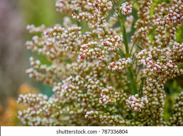 Bushes Cereal And Forage Sorghum Plant One Kind Of Mature And Grow On The Field In A Row In The Open Air. Harvesting.