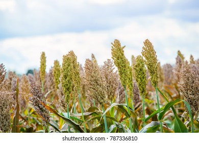 Bushes Cereal And Forage Sorghum Plant One Kind Of Mature And Grow On The Field In A Row In The Open Air. Harvesting.