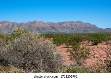 Bushes In The Chihuahua Desert In Texas