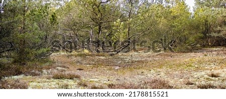 Bushes of dry and arid trees and plants in a forest. Rural and remote landscape with background of dense and uncultivated land. Weathered and barren shrubs in the wilderness