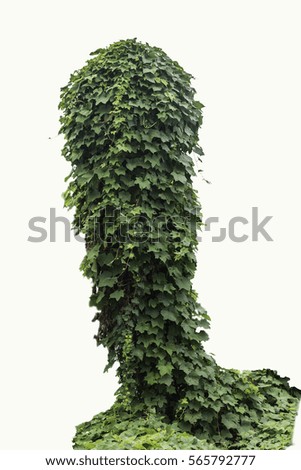 Similar – Image, Stock Photo shingled hair Plant