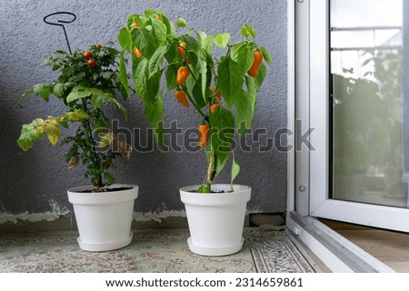 Bushes of plants grown on the balcony. Cherry tomatoes Tiny Tim Tomato and hot chili peppers NuMex Pumpkin Spice Chili in white pots with ripe fruits