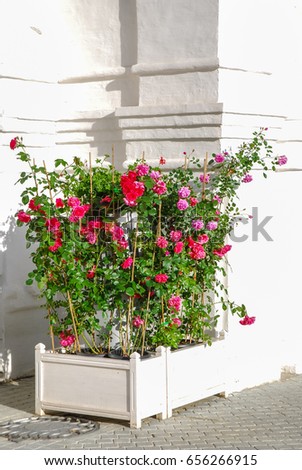 Bushes of red climbing roses in pots and in the white rectangular box on the white background of the wall