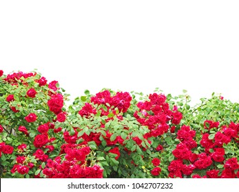 Bushes Of Red Or Scarlet Rose Flowers Lit By Bright Sun, Fence, Isolated On White Background. Flowering Time, Natural Floral Fence. Gardening, Plants For Landscape Design