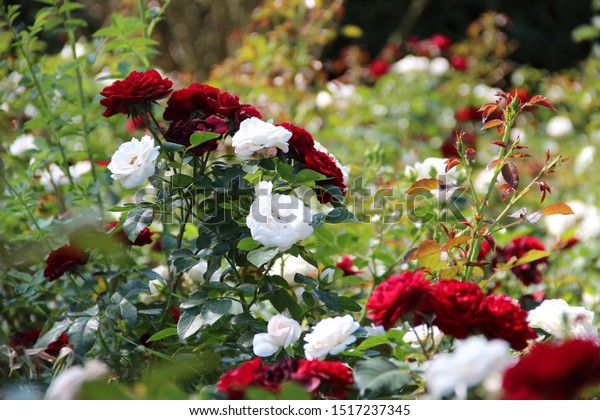 Featured image of post Wallpaper Red And White Roses Background Download share or upload your own one
