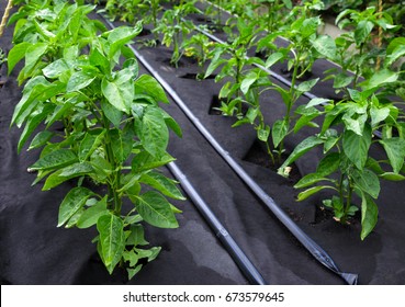 Bushes of sweet pepper, grown in a box for seedlings on a protective Polypropylene spunbond agriculture nonwoven. Use of micro-pouring