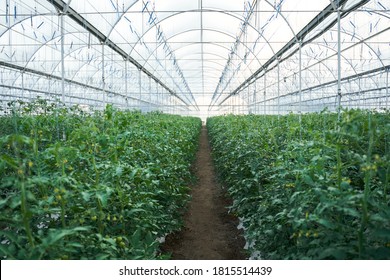 Tomatenbüscheln wachsen auf Plantagen unter dem Glasdach des modernen Gewächshauses, während sie die Landwirtschaft entwickeln